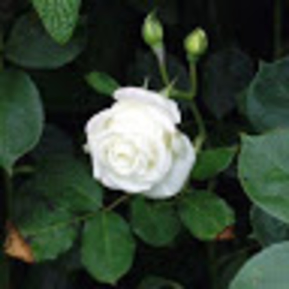 Meet your Posher, Sierra